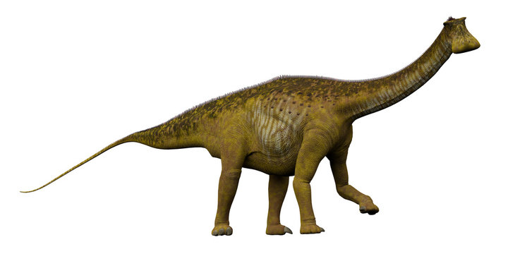 Nigersaurus Side Profile - Nigersaurus was a sauropod herbivorous dinosaur that lived in the Republic of Niger, Africa during the Cretaceous Period.