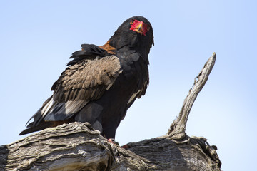 Mature bateleur sit in a tree with blue sky