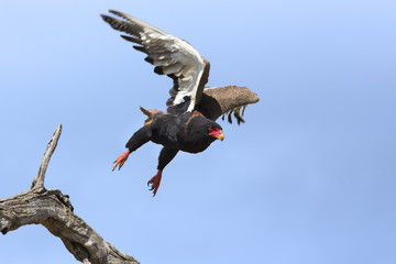 Mature bateleur take off from a tree in blue sky