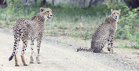 Two cheetah brothers walk in a road looking for prey