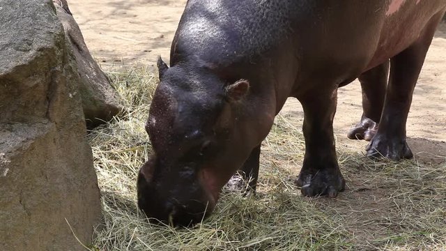 Young pygmy hippopotamus (Choeropsis liberiensis) 