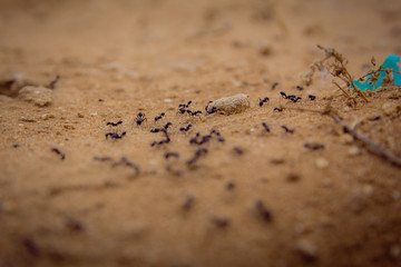 Closeup shot of a group of black ants walking on dirt