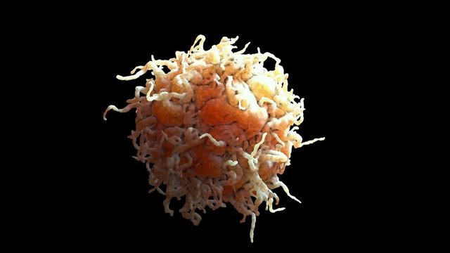 Macrophage