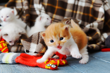 Red orange newborn kitten in a plaid blanket