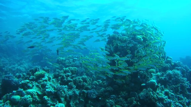 Large school of Yellowfin goatfish, Golden banded goatfish, Non-spotted goatfish or Banded goatfish (Mulloidichthys vanicolensis) swims near coral reef, Red sea, Egypt, Africa
