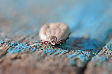 tick with inflated blood belly sits on a wooden surface