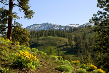 yellow balsamroot flowers adorn the hills before a snow capped mountain in Spring