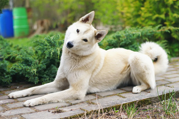 West Siberian Laika dog lying outdoors in the garden and looking at the camera with an interest