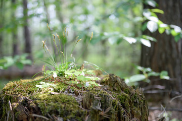 Forest wood texture
