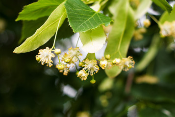 linden tree in bloom