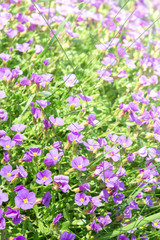Vertical floral background with small violet Aubrieta flowers
