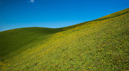 Dandelion field, Dolomites