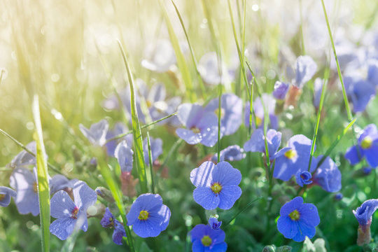 Fototapeta Sunshine summer lawn with little blue flowers and rain drops
