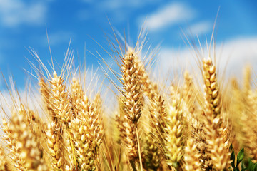 Ladybug on barley corp.