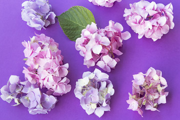 Hydrangea Flowers on a Purple Background