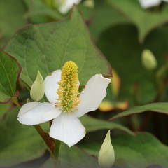 Houttuynia cordata