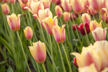 Łąka różowo żółtych tulipanów