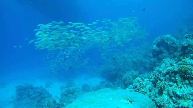 Large school of Yellowfin goatfish, Golden banded goatfish, Non-spotted goatfish or Banded goatfish (Mulloidichthys vanicolensis) swims near coral reef, Red sea, Egypt, Africa

