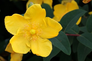 St. John's wort - Hypericum