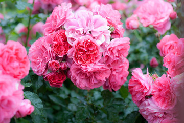 Rose bush blooms outdoor