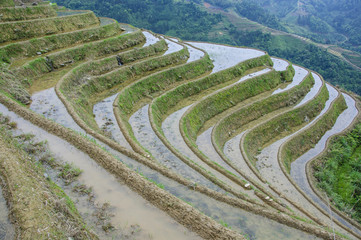 The beautiful terrace fields scenery in spring