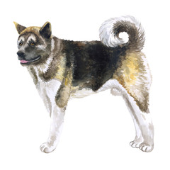 Watercolor closeup portrait of large American Akita breed dog isolated on white background. Large longhair working dog in Japanese mountains. Hand drawn sweet home pet. Greeting card design. Clip art