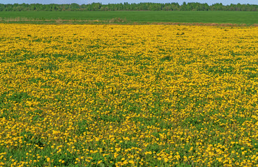 Spring meadow with dandelions.