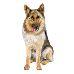 Watercolor closeup portrait of large German Shepherd breed dog isolated on white background. Large longhair working dog from Germany. Hand drawn sweet home pet. Greeting birthday card design. Clip art