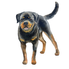 Watercolor closeup portrait of large Rottweiler breed dog isolated on white background. Large shorthair German working guardian dog. Hand drawn sweet home pet. Greeting birthday card design. Clip art