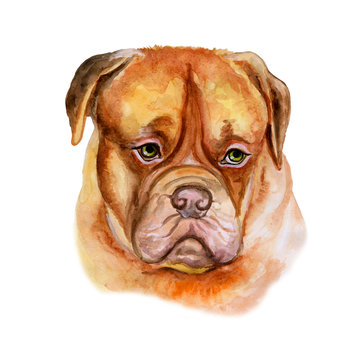 Watercolor closeup portrait of large Bordeaux Mastiff, French Mastiff, Bordeauxdog breed dog isolated on white background. Large shorthair dog. Hand drawn sweet home pet. Greeting card design clip art
