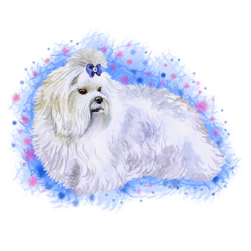 Watercolor closeup portrait of small Maltese breed dog isolated on abstract background. Small longhair Italian origin toy dog. Maltese lion dog. Hand drawn sweet home pet greeting card design clip art