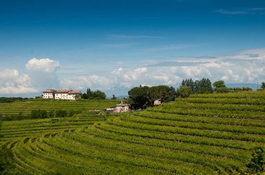 vigneti nelle colline del Collio, Friuli