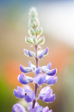 Lupine Flower