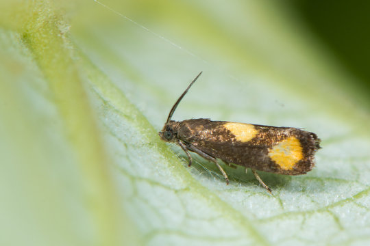 Pammene aurana tortrix micro moth. Small British insect in the family Tortricidae, in the order Lepidoptera, at rest