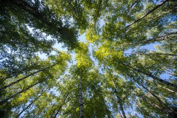 Tableaux ronds sur plexiglas Arbres Jusqu& 39 à la forêt - branches d& 39 arbres verts résumé nature