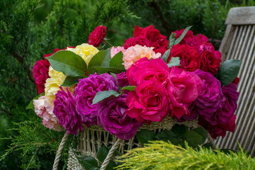 Basket with roses. In the garden.