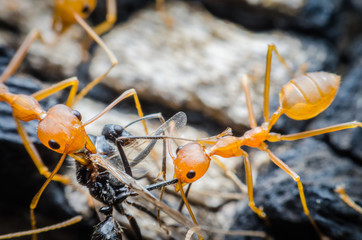 Ants work together diligently as a teamwork