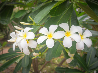 White plumeria on the plumeria tree, Frangipani tropical flowers, White plumeria on the plumeria tree.