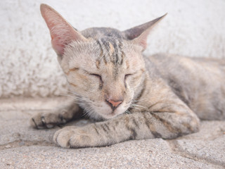 Selective focus brown cat lying on the ground beside the building.