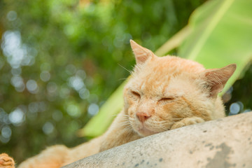Yellow cat lying on the blister