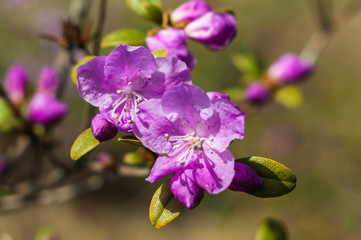 Shallow focus of pink rhododendron blossoms after rain in springtime.