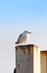 Eine Seemöwe im norddeicher Hafen.