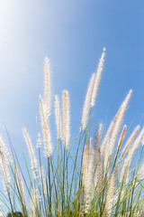 Fototapeta premium Cogon Grass on blue sky background