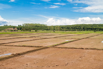 Initial stages of rice in the plain