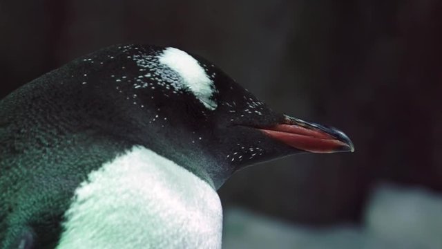 Gentoo penguin face