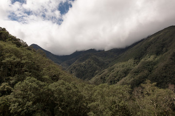 Fototapeta na wymiar The Valle de Cocora in Colombia