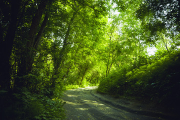 Road through the forest