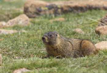 Marmot in Rocky Mountains National Park, Colorado