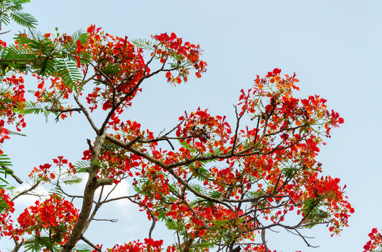 Caesalpinia 이미지 찾아보기 2,110 스톡 사진, 벡터 및 비디오 Adobe Stock