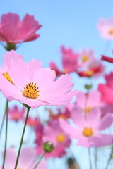 Cosmos Flower Garden